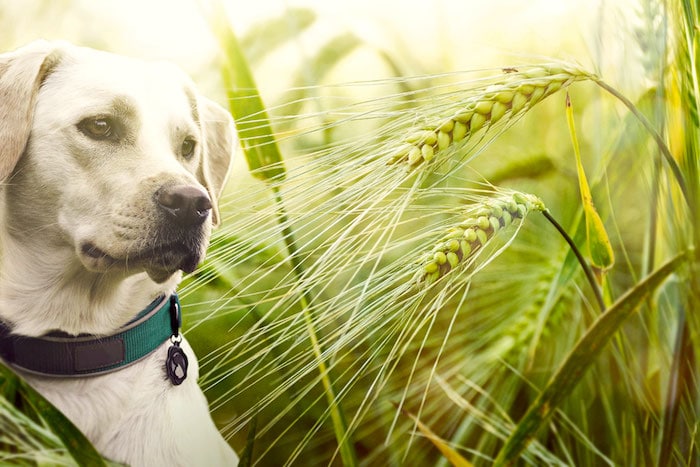 Cómo prevenir la enfermedad de semillas de césped en perros