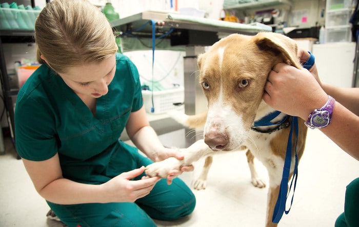 Las diferencias entre una enfermera veterinaria y un asistente veterinario