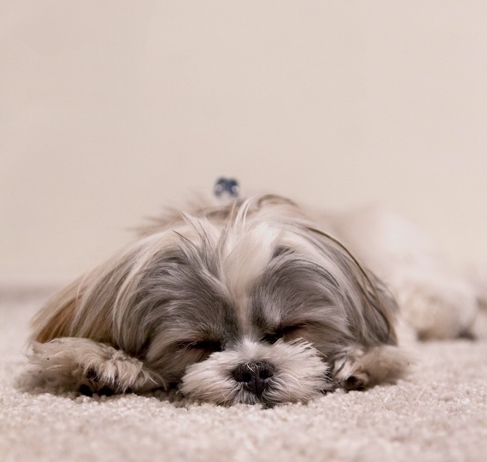 Narcolepsia canina